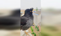 八哥鸟说话视频,视频揭秘其模仿人类语言之谜